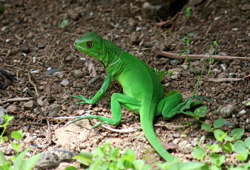 Baby Green Iguana, Playa Lapa